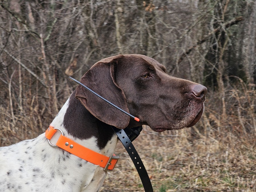 FC SYCAMORE GLEN'S CLYDE THE GLIDE